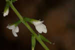 American lopseed